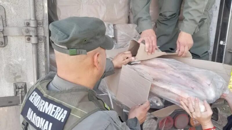 Frustran contrabando de 24.500 kilos de sábalo