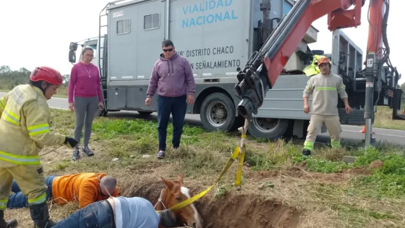 La Leonesa: Rescataron a un caballo que cayó a un pozo y no podía salir por sus medios