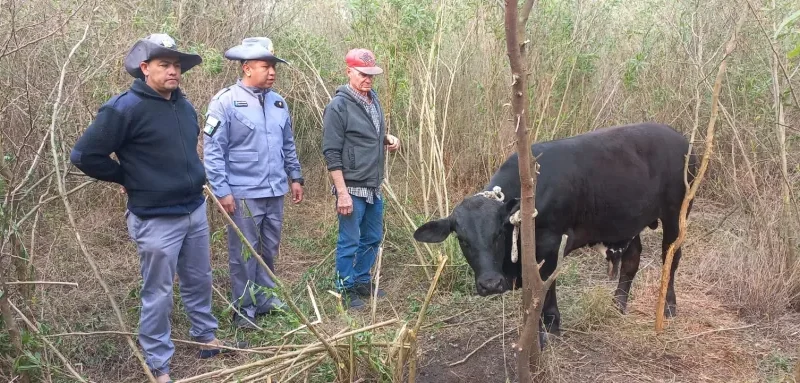 Caso de abigeato en Quitilipi: tras denuncia, recuperaron dos animales vacunos robados de un campo